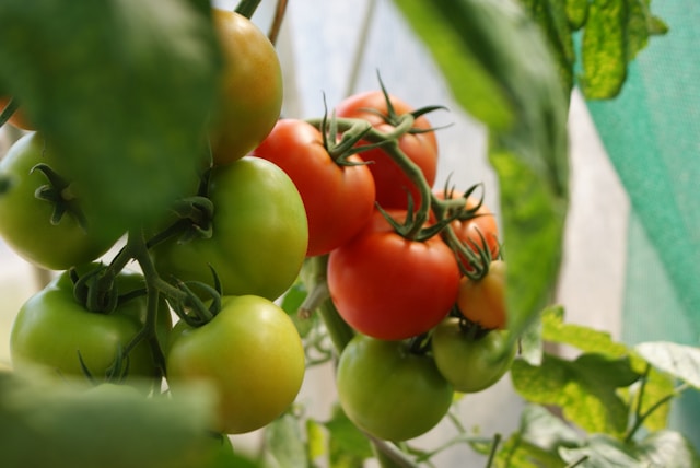 Tomaten groenrood